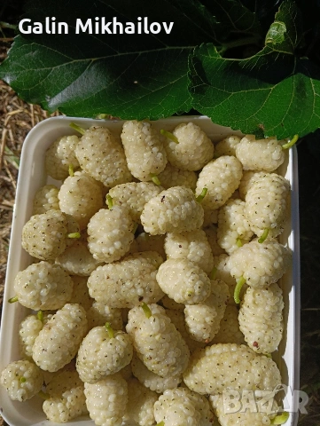Голи тиквени семки сорт Олга, сурови, снимка 6 - Домашни продукти - 54153201