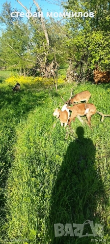 ярета, снимка 4 - Кози - 54345171