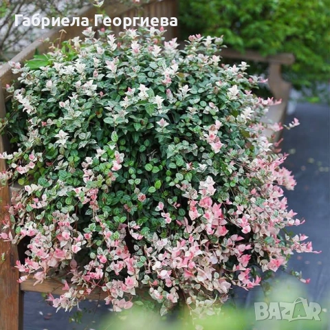 Азиатски жасмин , снимка 2 - Градински цветя и растения - 55225635