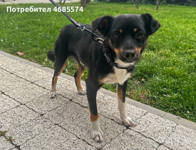 Подаряваме малко кученце - мъжко, снимка 3 - Други - 54609945