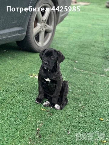 Cane Corso , снимка 3 - Кане корсо - 54495449