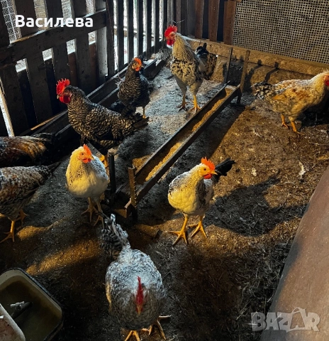 Петлета на 4 месеца от сини и зелени яйца, снимка 7 - Кокошки и пуйки - 54379383