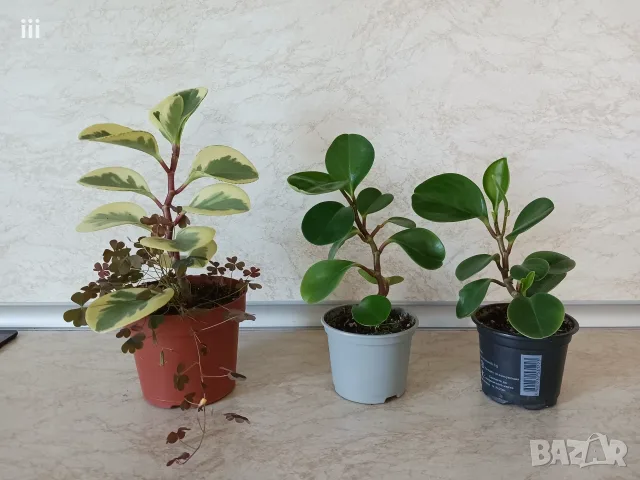 Пеперомия Peperomia obtusifolia - пъстра и зелена, снимка 3 - Стайни растения - 54904192