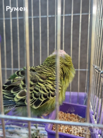 Вълнист папгал, снимка 3 - Папагали - 54191159