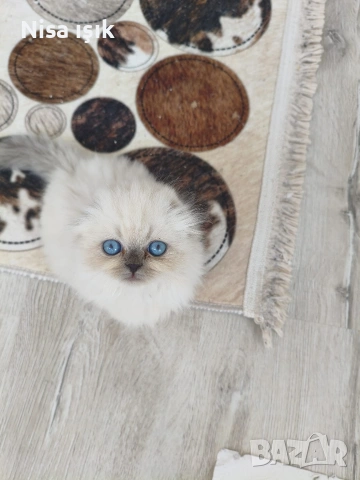 ехо тук съм в Хасково кой ще направи страхотен подарък на приятелката си