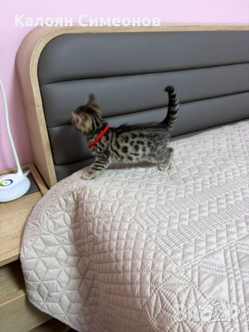 Бенгалски котета, снимка 7 - Бенгалски - 54357737