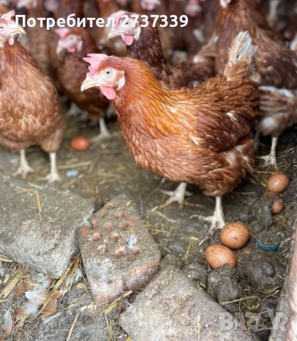 Носачки за яйца