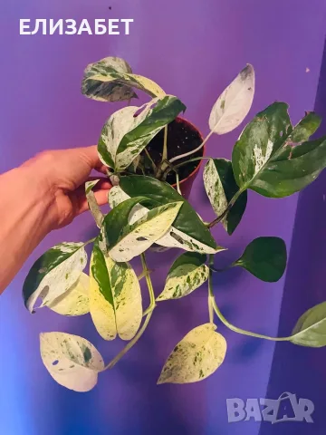 Epipremnum marbel alboveriegat