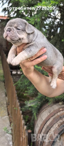 Френски булдог/French Bulldog , снимка 5 - Френски булдог - 54656690
