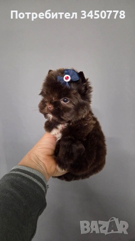 Мини шоколадов йорк момче