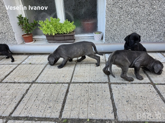 Кучета Кане Корсо, снимка 4 - Кане корсо - 55154310