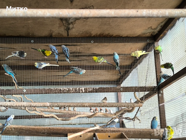 Зеброви амадини финки и папагали , снимка 4 - Папагали - 54349575
