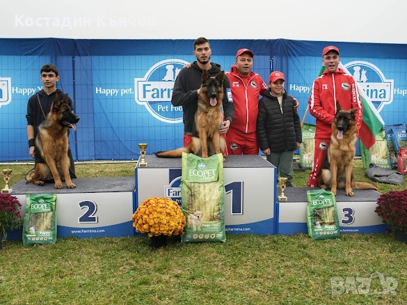 Немска овчарка, снимка 4 - Немска овчарка - 54106538