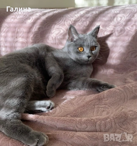 Британски късокосмести котета , снимка 8 - Британска късокосместа - 55269646