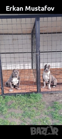 American bully XL / Американско були ХЛ, снимка 3 - Други - 54038956