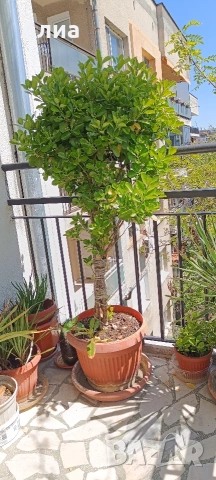Многогодишен зелен храст Euonymus japonicus, снимка 2 - Градински цветя и растения - 41324609