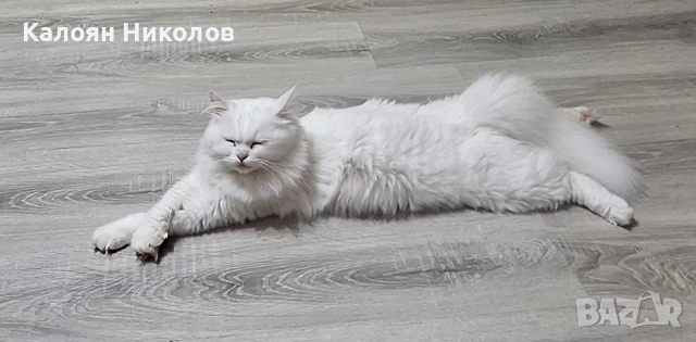 Бяла персийска котка, снимка 3 - Персийска - 54661326