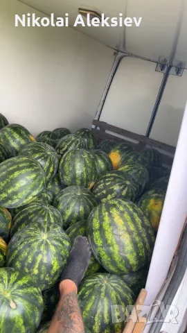 Дини сорт Романза