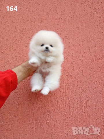 Женски мини Померан. Реални снимки от 09.04.26 г.