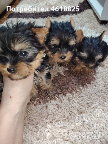 Мини йоркширски териери , снимка 7 - Йоркширски териер - 54048007