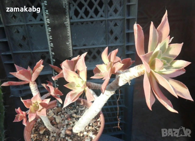 Еониум (Aeonium decorum cooperi)