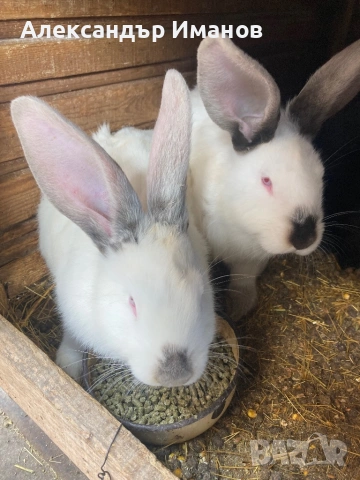 Зайци - калифорнийци , снимка 2 - Други - 54183295