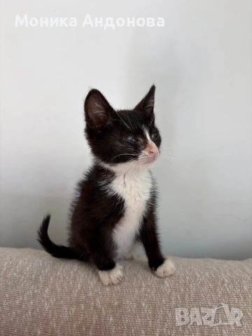 МЪЖКО КОТЕНЦЕ Търси дом, снимка 2 - Други - 55142831