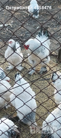 яйца за лепене от Колумбийска брама 