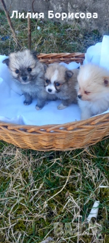 Продавам Мини померани , снимка 8 - Померан - 53826947