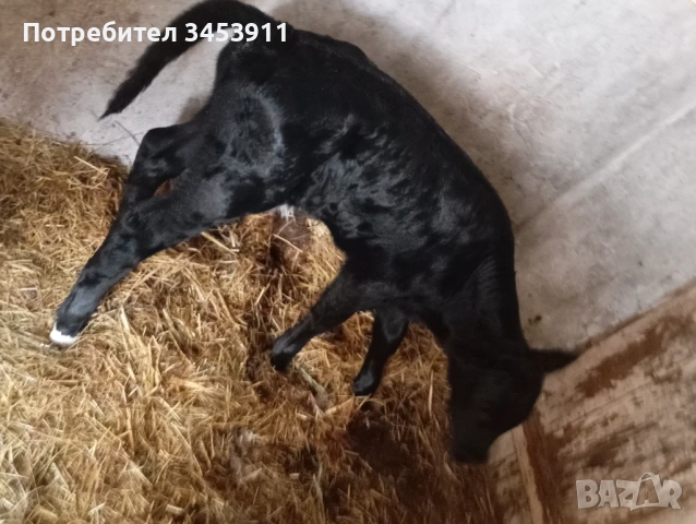 Мъжки Абърдийн на 15 дни , снимка 2 - Крави - 54386281
