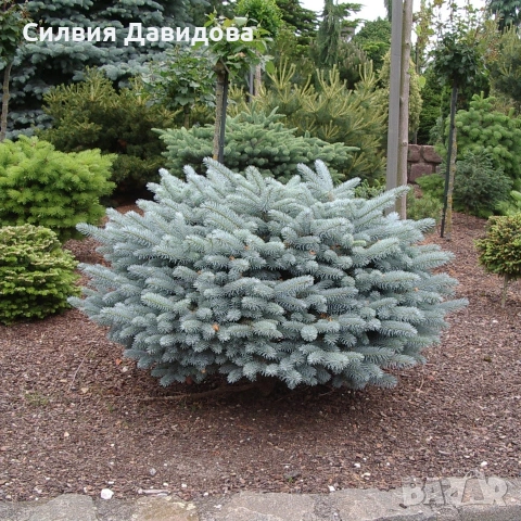 Глаука глобоза Glauca globosa, снимка 7 - Градински цветя и растения - 55227366