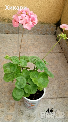 Сортово мушкато Pelargonium Plum Rambler / Зонално мушкато , снимка 6 - Стайни растения - 55133213