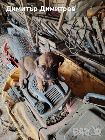 Продавам 5 бр кученца Кане корсо месец и половина, снимка 3 - Кане корсо - 54114827