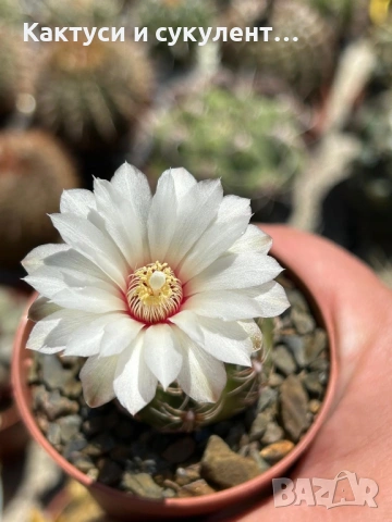 Кактуси вид Gymnocalycium sp. Бял цъфтеж изключително нежен и красив 