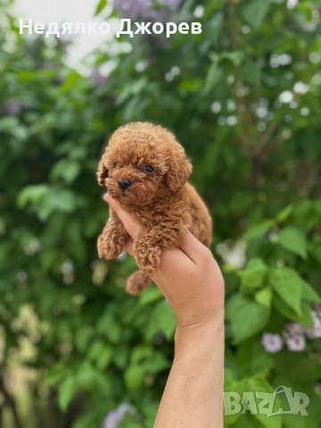 Той Пудел/Toy Poodle