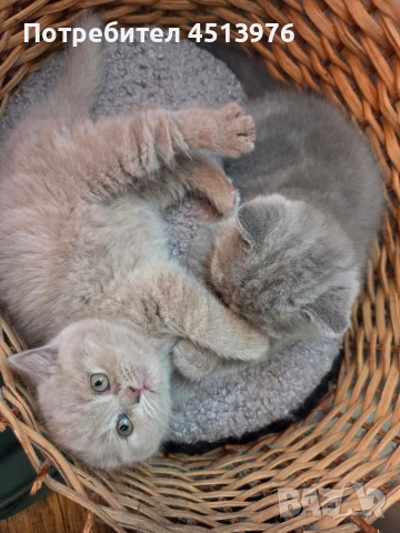 Котенца Британчета, снимка 5 - Британска късокосместа - 54273732