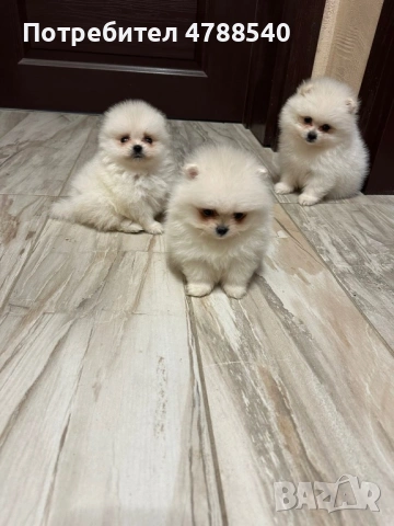 Мини померан