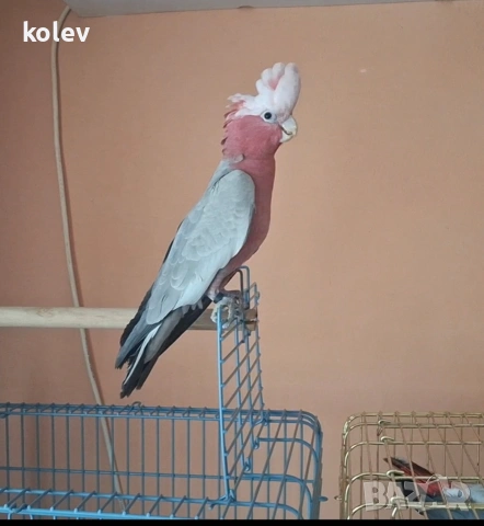 Папагал Розово какаду/ социален