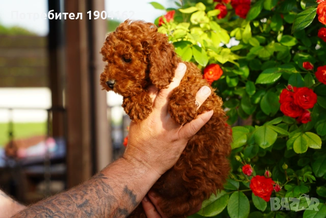 Мини пудел червен, снимка 5 - Пудели - 55039155