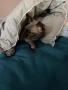 Канадски сфинкс , снимка 1
