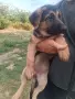 Малки немски овчарки., снимка 11