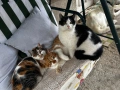 Осинови коте , снимка 3