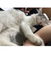 Търсим откраднатата ни котка Теа , снимка 4
