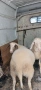 Продавам агнета, снимка 4
