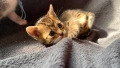 Продавам три красиви и игриви котенца!, снимка 6