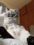 табй котета , снимка 7