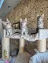 Котета мейн куун , снимка 1