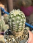 Кактус Echinocereus viridiflorus var. correllii, снимка 3
