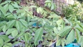 Продавам растения Дива лоза (Parthenocissus quinquefolia), снимка 3