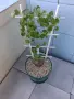 Dioscorea elephantipes и Dioscorea Sylvatica, снимка 2